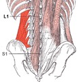Ejercicios para los músculos lumbares