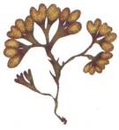 Fucus