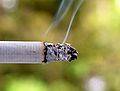 Maldito tabaco: el caso de una persona que no puede dejar de fumar