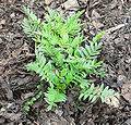 Valeriana para el tratamiento natural de los síntomas de la ansiedad