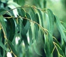 Hojas de eucalipto para la tos