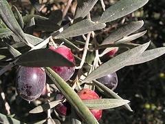 Cómo tomar el aceite de oliva